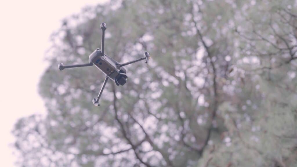 drone inspection of a tree