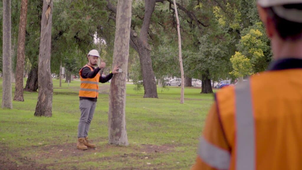 tree safety audit professionals at work